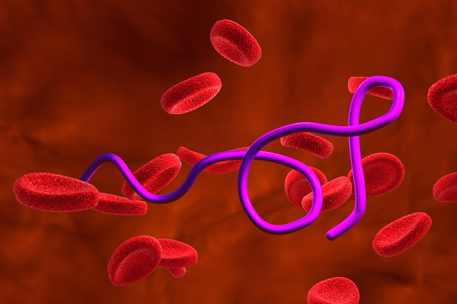 Borrelien Bakterien