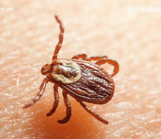 Aktuell Archives Seite 6 von 7 Zecken Ratgeber